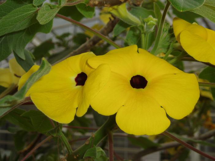 Uncarina grandidieri image
