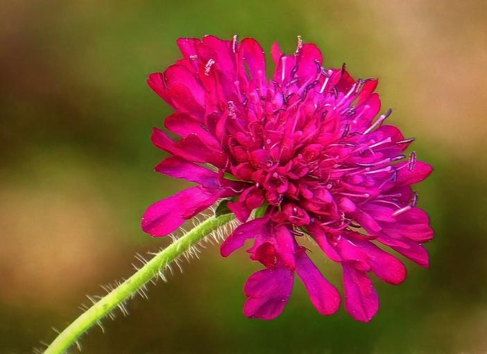 Knautia macedonica image