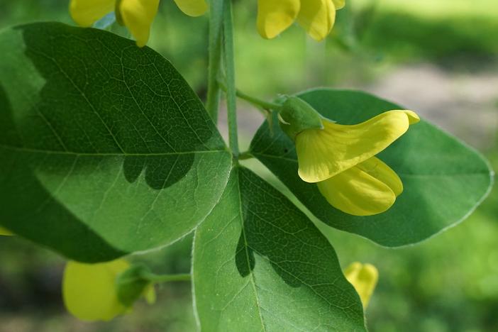 Laburnum alpinum image