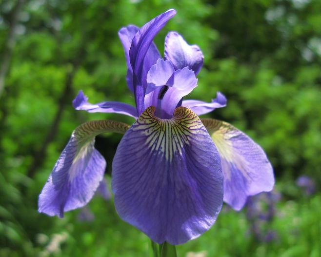 Iris sanguinea image