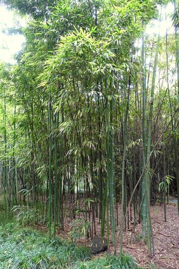 Phyllostachys iridescens image