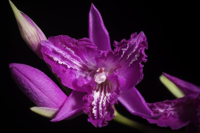 Calanthe striata image