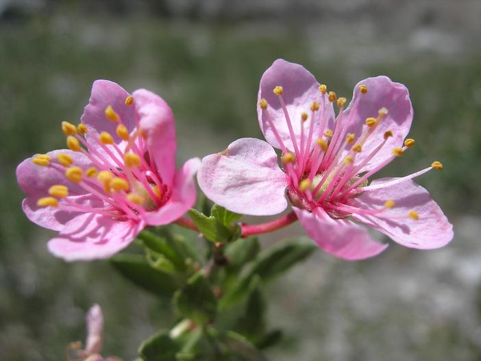 Prunus andersonii image