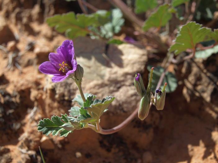 Erodium texanum image