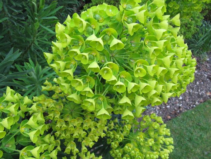 Euphorbia characias subsp. wulfenii image