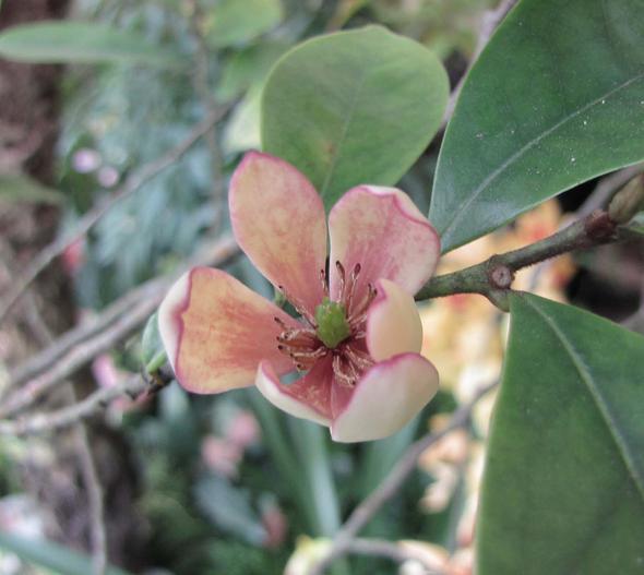 Michelia platypetala image