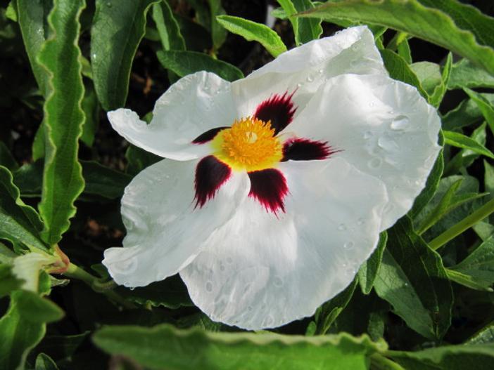 Cistus ×aguilari image