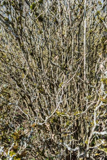 Fothergilla latifolia image