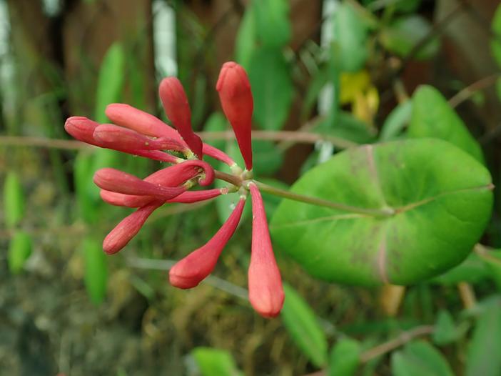 Lonicera ×brownii image