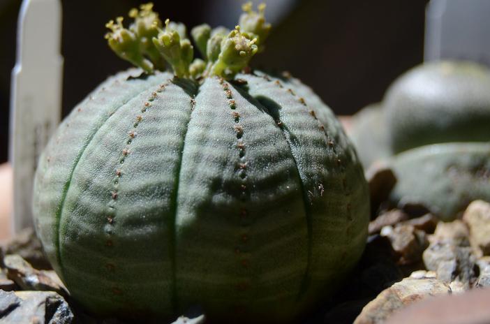 Euphorbia obesa image