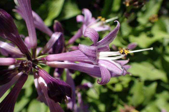 Hosta minor image