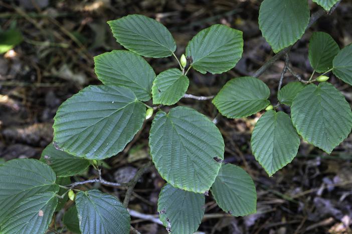 Corylopsis veitchiana image