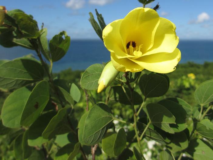 Bauhinia tomentosa image