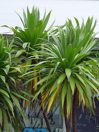 Cordyline obtecta image
