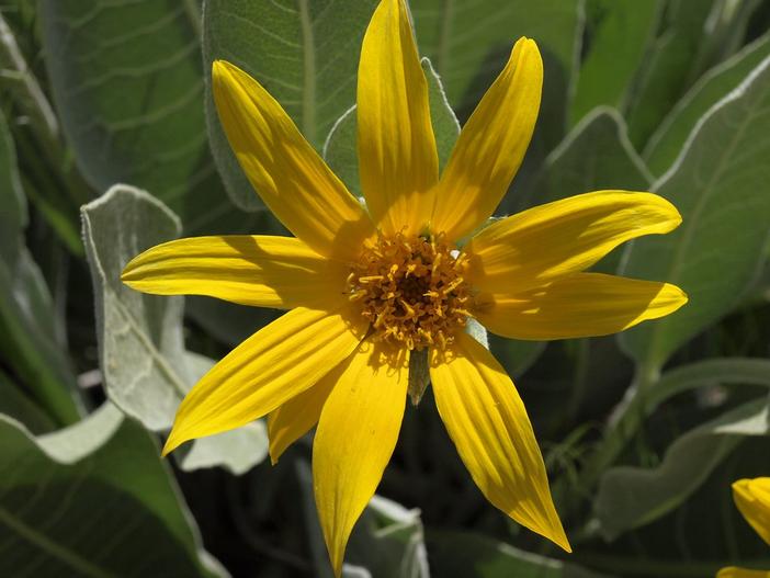 Wyethia mollis image