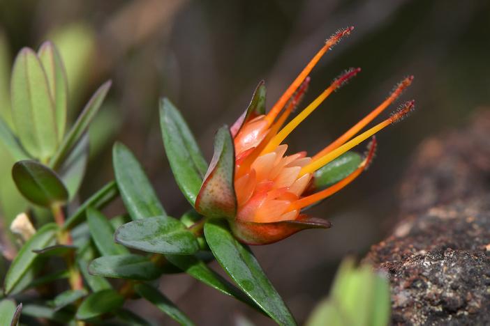 Darwinia citriodora image