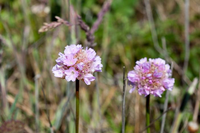 Armeria maritima subsp. californica image