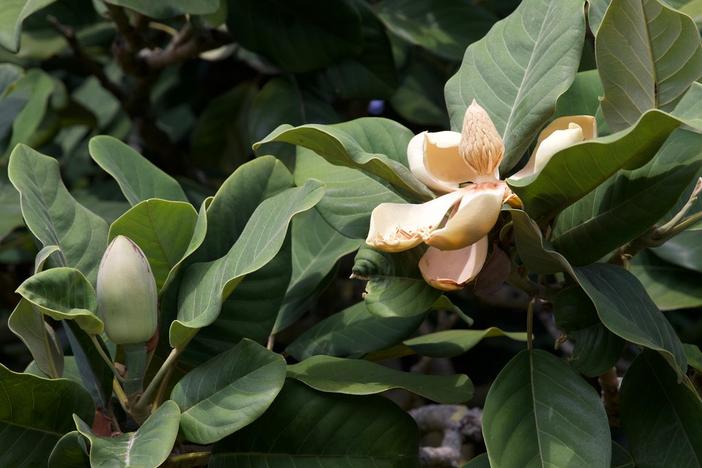 Magnolia delavayi image