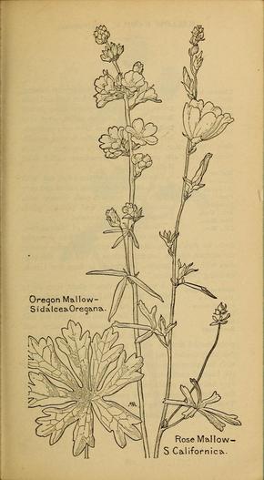 Sidalcea malviflora subsp. californica image