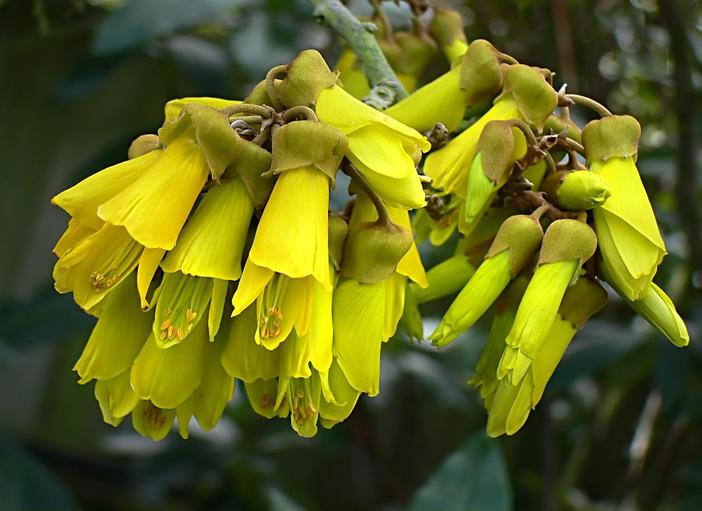 Sophora microphylla image