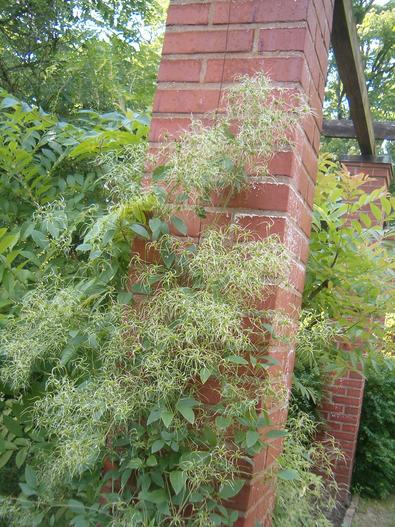 Clematis terniflora var. mandshurica image