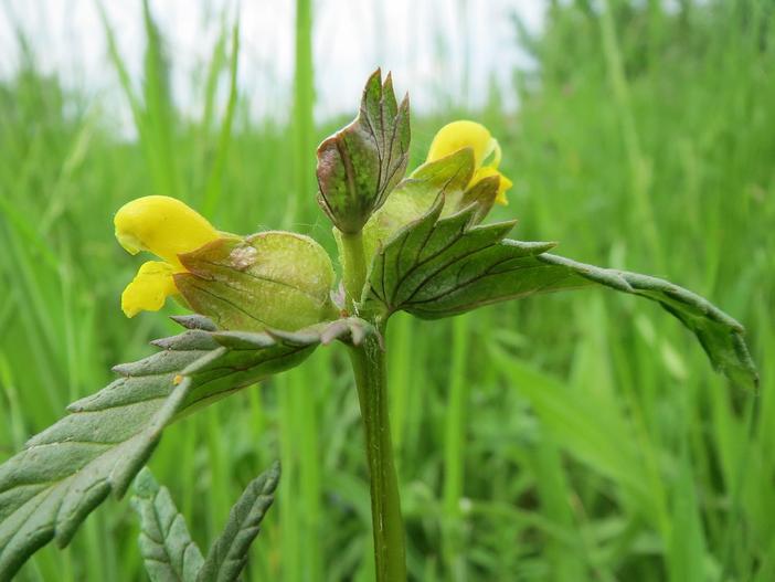 Rhinanthus minor image