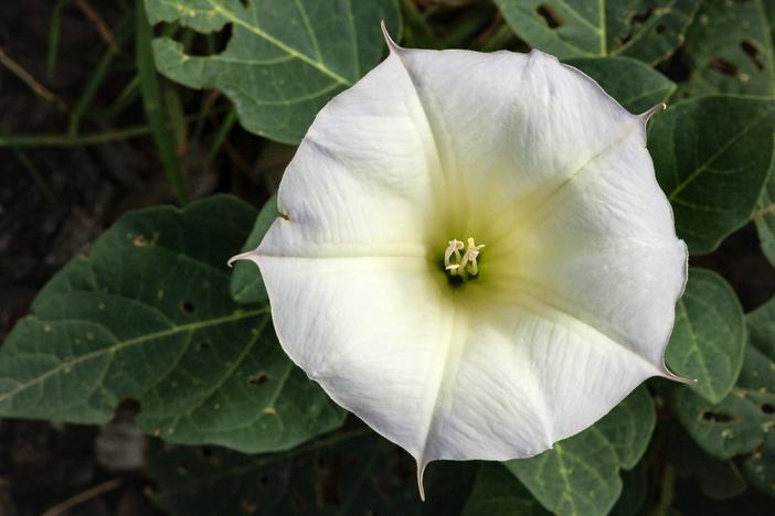 Datura wrightii image