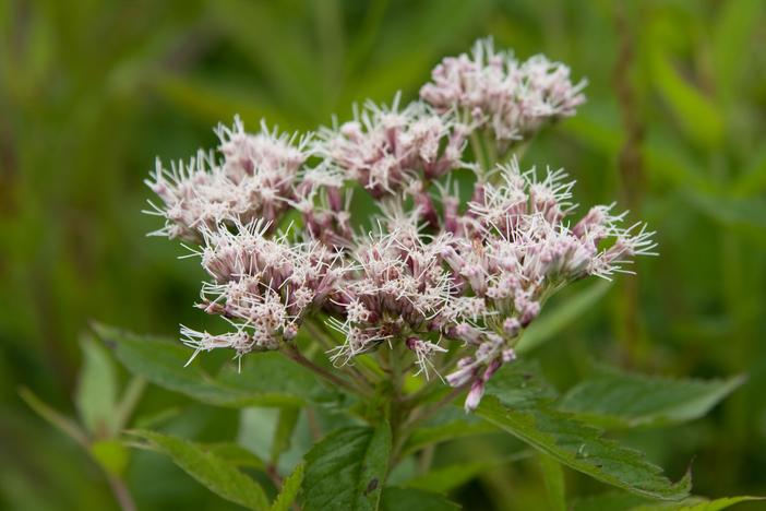 Eupatorium chinense image