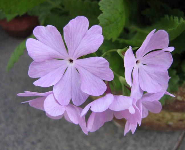 Primula sieboldii image