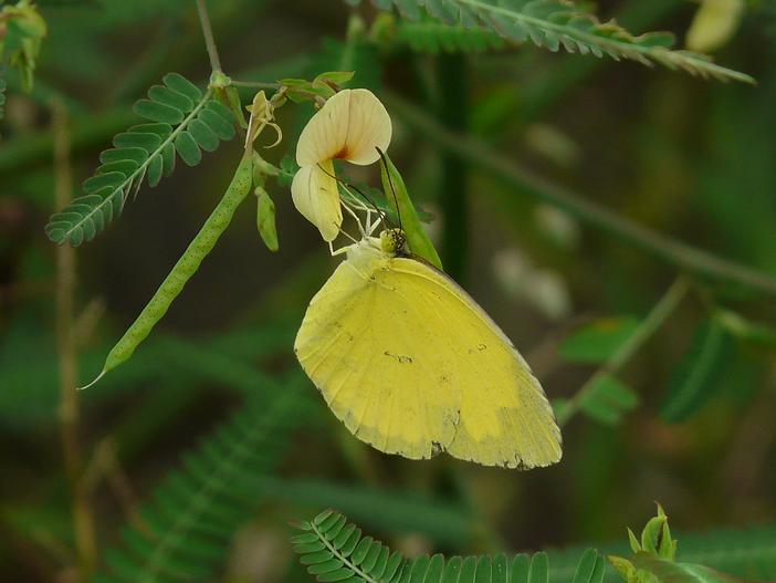 Aeschynomene aspera image