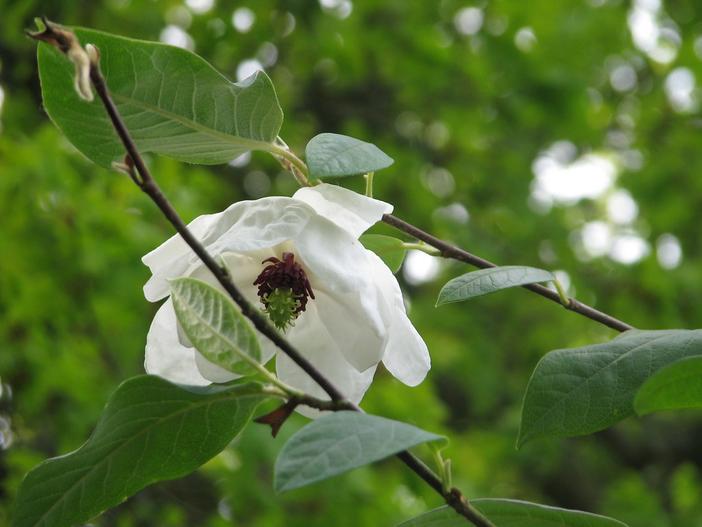 Magnolia wilsonii image