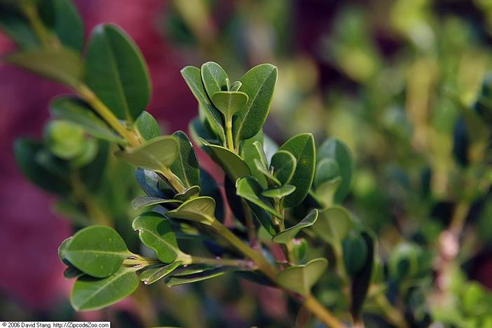 Buxus koreana image