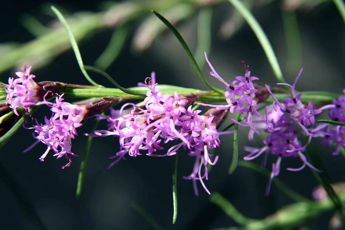 Liatris microcephala image
