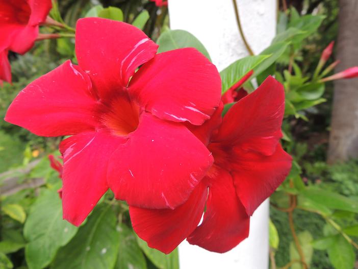 Mandevilla splendens image