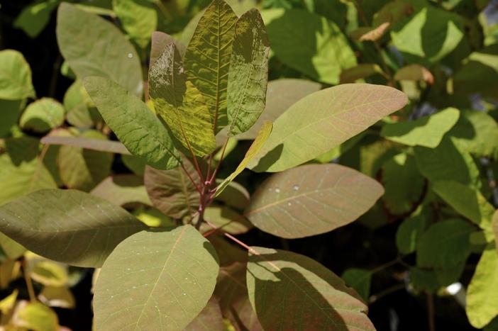 Cotinus obovatus image