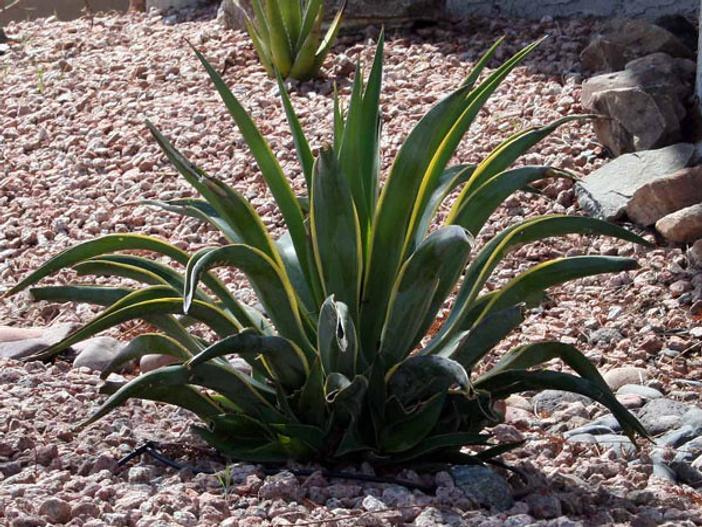 Agave desmetiana image