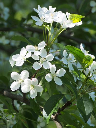 Malus ×scheideckeri image