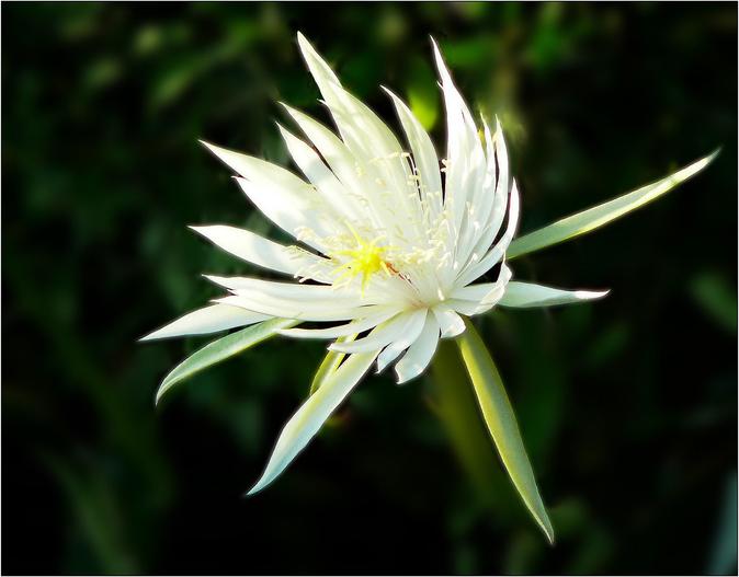 Epiphyllum hookeri image
