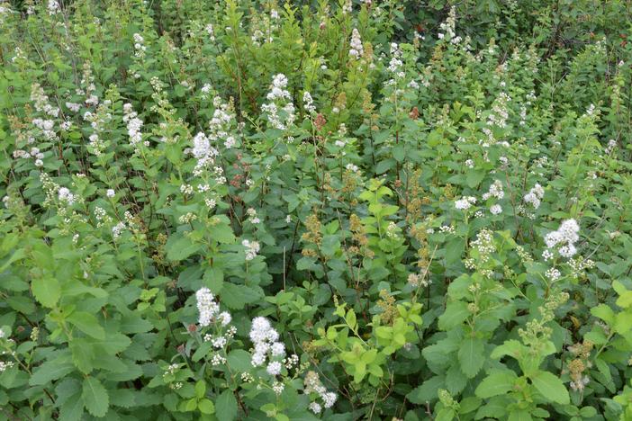 Spiraea alba var. latifolia image