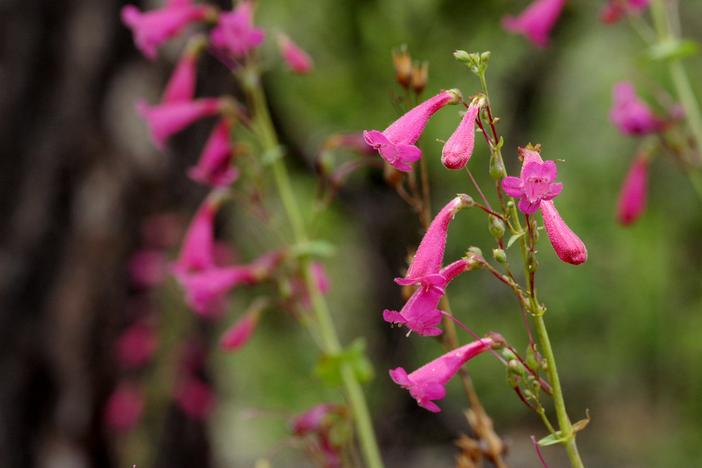 Penstemon pseudospectabilis image