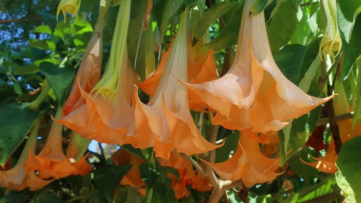 Brugmansia versicolor image