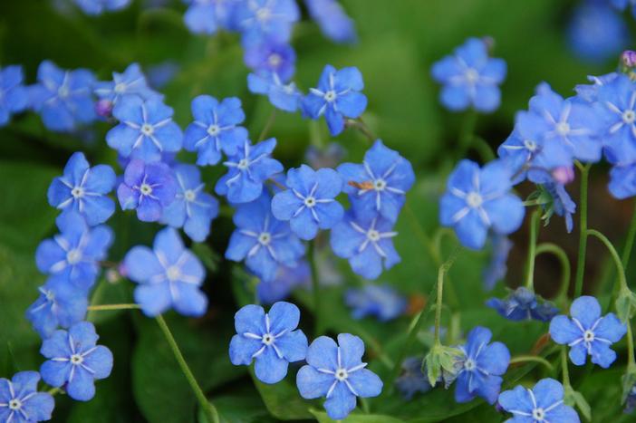 Omphalodes cappadocica image