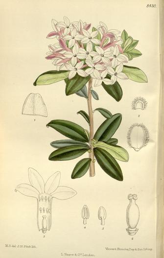 Daphne retusa image
