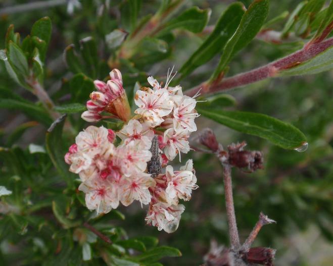 Eriogonum fasciculatum var. foliolosum image