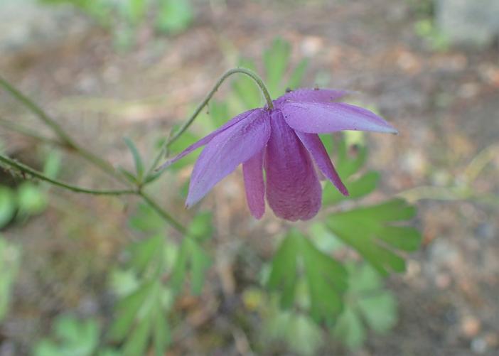 Aquilegia ecalcarata image