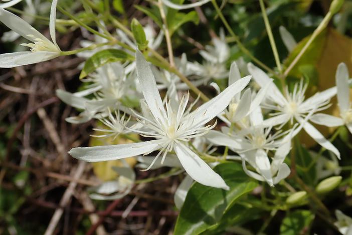 Clematis glycinoides image