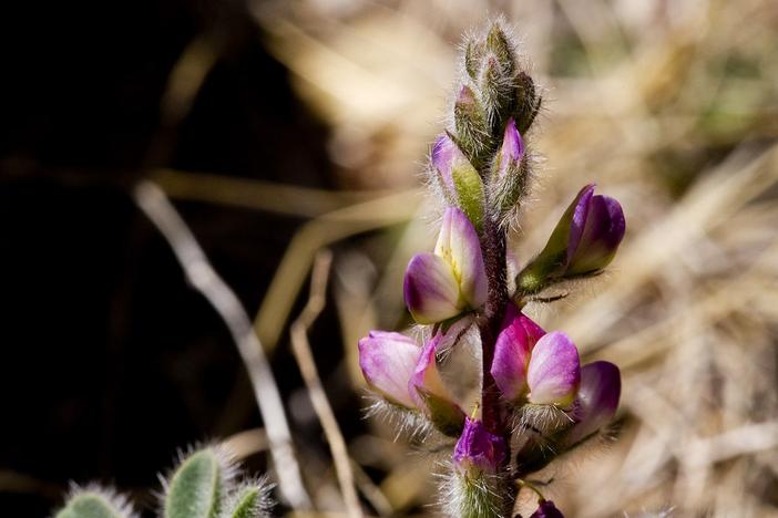 Lupinus concinnus image