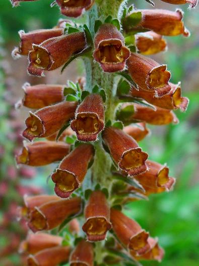 Digitalis parviflora image