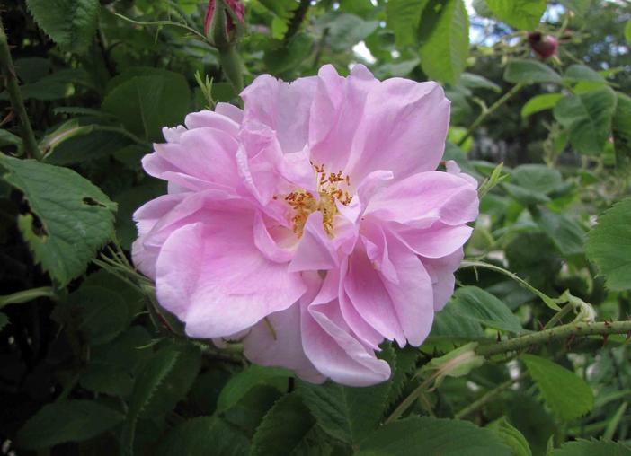Rosa ×damascena image
