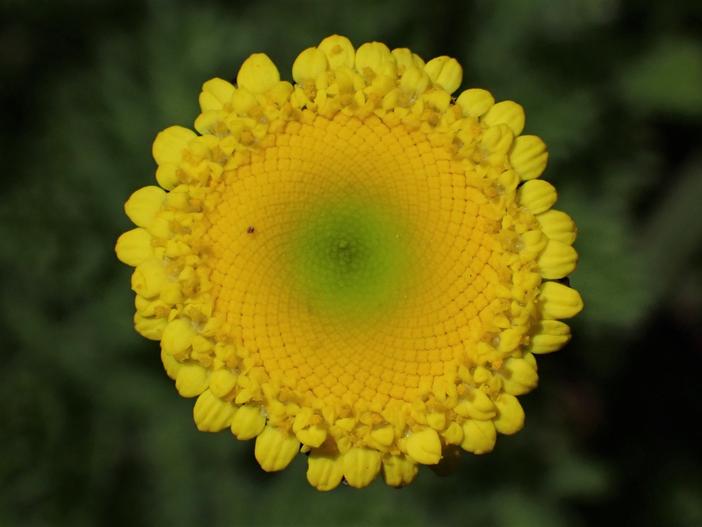 Cotula lineariloba image
